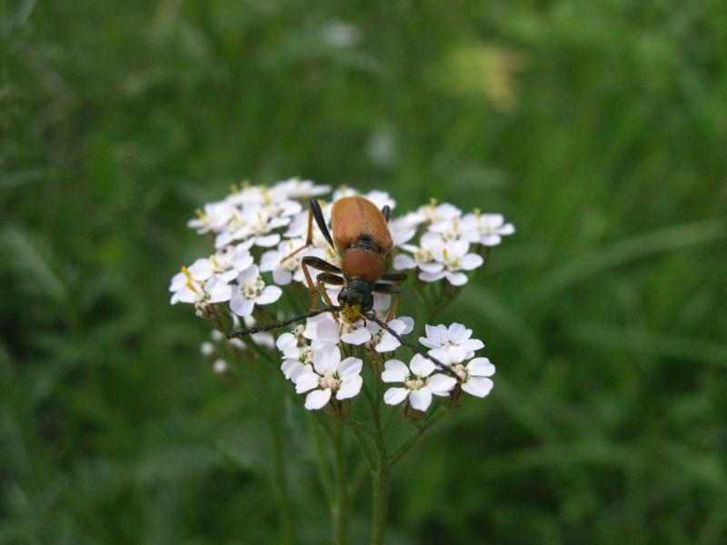 Coleotteri in Val di Tures